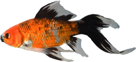 Bright orange and black pet fish