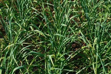 Young green shoots of onion garlic in a spring garden bed