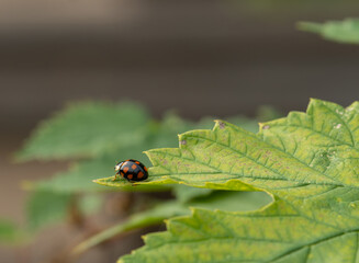 Ladybug in the backyard garden 