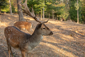 A wild deer in the park behind the fence close-up looks into the frame.