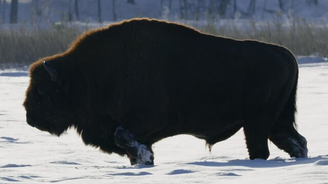 European bison in the wintery forest, cold scene in the nature habitat, Belarus