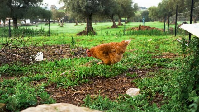 A hen eating grass in a country field in the morning