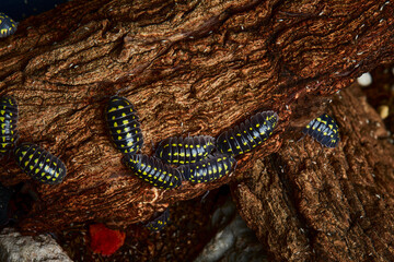 group of dark color isopod in close up on branch