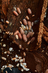 group of amber color isopod in close up on wood