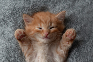 Fototapeta na wymiar Cute tabby kitten sleep on soft blanket. Cat rest napping on bed. Comfortable pets sleep at cozy home.