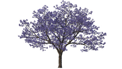 Obraz premium A tree with flowers of various colors on a transparent background.
