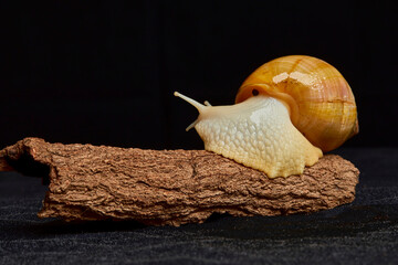 Freshwater snail crawling the wood in isolate black