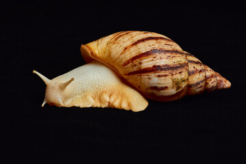 Freshwater snail crawling in black isolated