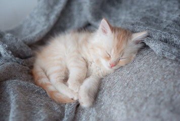 Cute tabby kitten sleep on soft blanket. Cats rest napping on bed. Comfortable pets sleep at cozy home.
