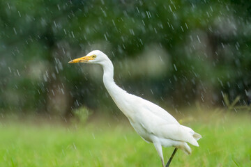 Close-up of a walking cattle egret (bubulcus ibis) with green background