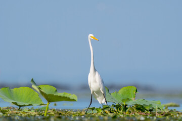Close-up of a standing great egret