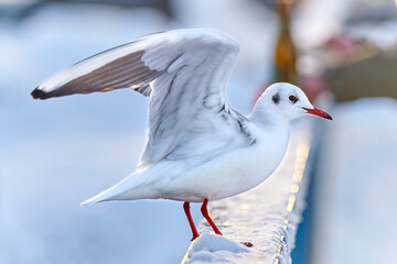 seagull, bird, gull, sea, animal, nature, white, beak, wildlife, ocean, birds, blue, water, sky, feather, beach, sea gull, wild, feathers, wing, seabird, one, coast, wings, standing