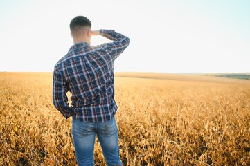 Naklejka na ściany i meble A farmer inspects a soybean field. The concept of the harvest