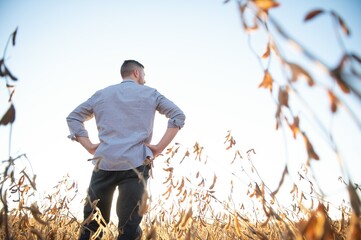 A farmer inspects a soybean field. The concept of the harvest