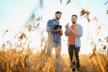 Two farmers in a field examining soy crop at sunset