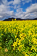 Obraz premium 春の晴れた一日