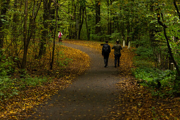 Road through the park. Pedestrian road. Road through the forest