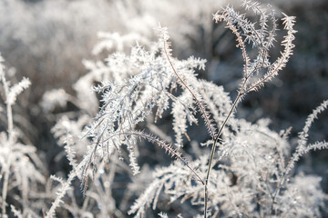 Frosty winter morning in the park. Bushes and trees were covered with frost on a frosty morning.