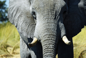 Elephant frontal