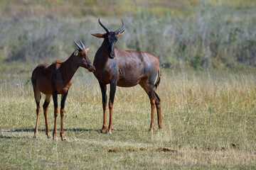 Fototapeta premium Goat