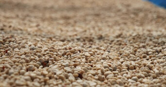 Raw coffee beans heap dry green seed unroasted grain in eco farm. Aroma espresso farm plant coffee bean agriculture objects. Sun dried Freshness Arabica processing harvest black coffee