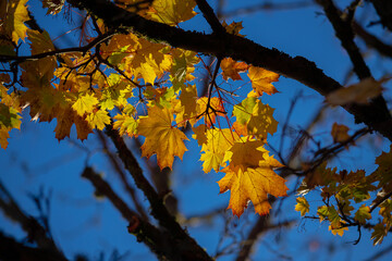 Fototapeta na wymiar Yellow autumn maple leaves in a forest. Maple Leaf tree with natural yellow leaves