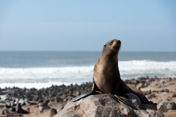 Fur seal enjoy the heat of the sun at the Cape Cross seal colony in Namibia, Africa. Wildlife photography