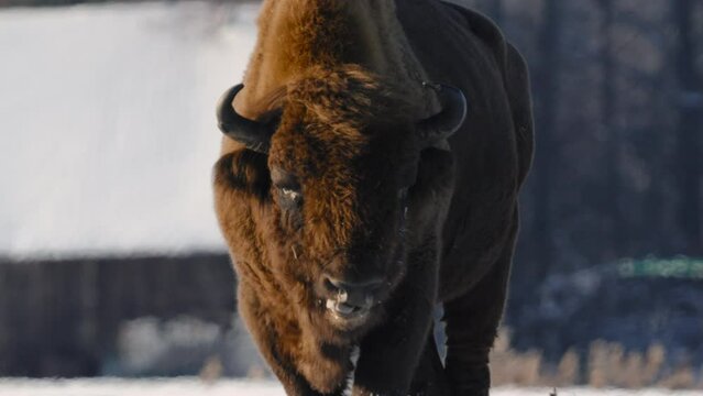 European bison stands near the houses in the village in the field in winter, Belarus