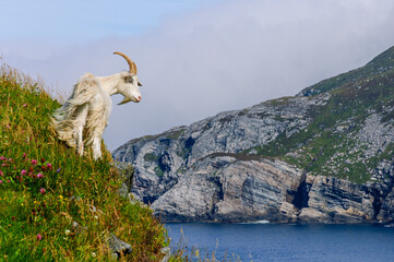 mountain goat on the mountain
