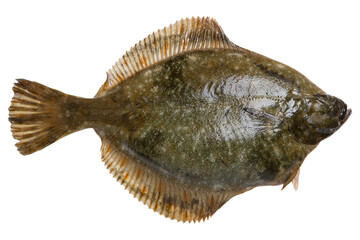 Fresh flounder, as if floating, isolated, on a white background, flat lay