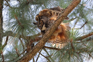 Great Horned Owl  Florida USA