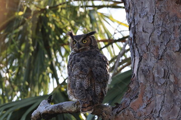 Great Horned Owl  Florida USA