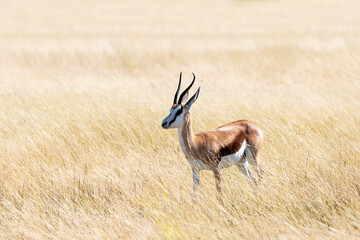 A male of black-faced impala (Aepyceros melampus petersi) stay at dry grass and looking forward, Etosha National Park, Namibia, Africa