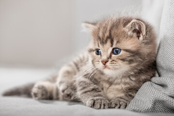 Fototapeta na wymiar Kleines Kätzchen liegt auf grauem Sofa, Entspannung, Wohnungskatze