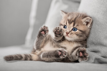 Kleines Kätzchen liegt auf  grauem Sofa, Entspannung, Wohnungskatze