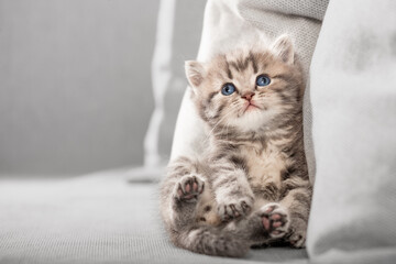 Kleines K&auml;tzchen liegt auf  grauem Sofa, Entspannung, Wohnungskatze