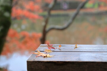 雨の日の公園のベンチ上の落ち葉