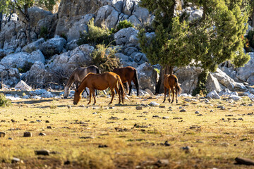 Naklejka premium Wild horses (Turkish; Yılkı Atları). İbradı, photos taken in Ormana Eynif plain. Antalya