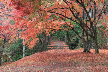 Fototapeta na wymiar 雨の日の秋の公園