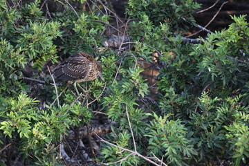 Night Heron  Venice Area Audubon Society Florida