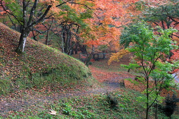 雨の日の秋の公園