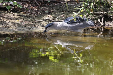 Night Heron  Venice Area Audubon Society Florida