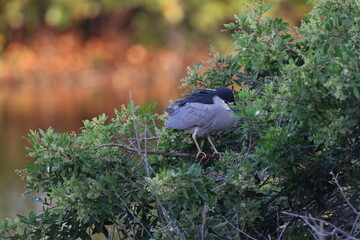 Night Heron  Venice Area Audubon Society Florida