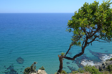 tree on the coast 