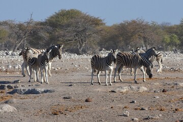Obraz na płótnie Canvas Zebraherde am Wasserloch Chudop im Etoscha Nationalpark in Namibia