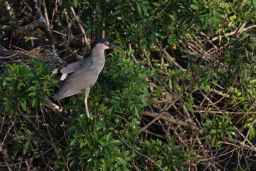 Night Heron  Venice Area Audubon Society Florida