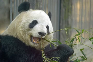 Gardinen Panda giant panda eating bamboo  © Gisela