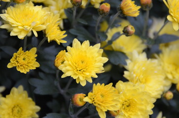 yellow flowers in the park