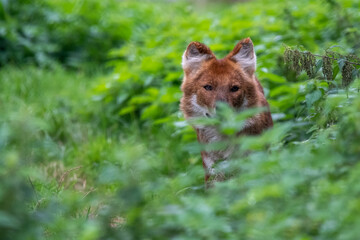 Dhole sitting in the grass. In captivity at a zoo
