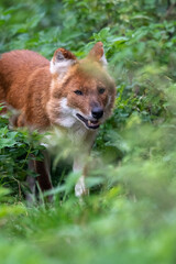 Close up portrait of a dhole on the prowl/walking. In captivity at a zoo